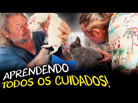 APRENDA COMO CUIDAR DO SEU COELHO OU PORQUINHO-DA-ÍNDIA! | A CASA DOS BICHOS