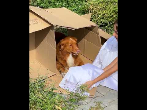 La novia sacrifica su vestido para consolar a un perro callejero
