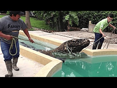 They Found a Strange Creature In Swimming Pool, The Ending Will Shock You!