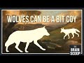 Understanding Wolves and Their Conservation