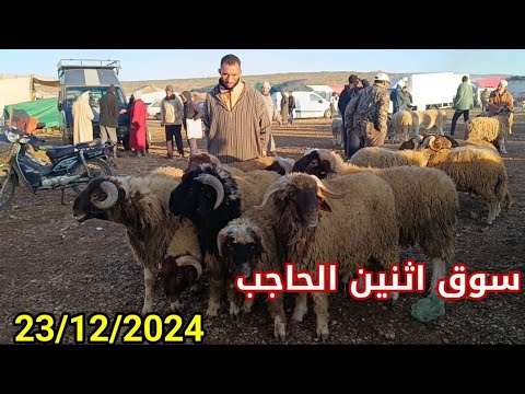 مباشرة من إثنين الحاجب 23/12/2024 أثمنة الخروف البرݣي وخروفة وحولي النعجة ماعز النبات فرجة ممتعة