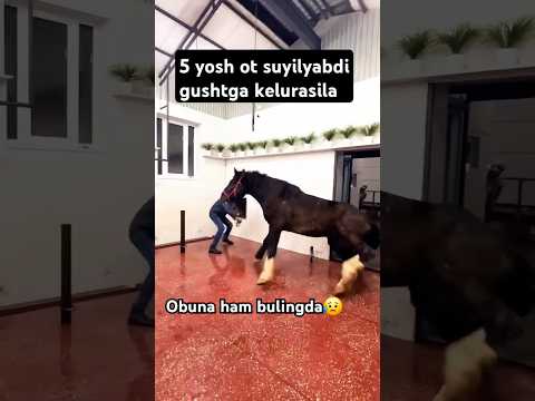 Qancha gusht qiladi deysilar otga nechi#horse #лошади #uzbekistan #отлар #rek #horse #chorva #horsel