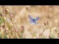 Biodiversity and Ecosystem Restoration