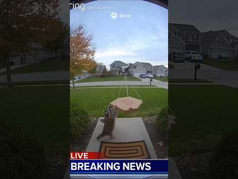 BREAKING: Raccoon Gang Drains Drone Pizza Supply 🍕🚨
