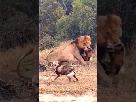 lion attack dog | wild dogs surrounded lion #animals #lion #wilddogs #viral