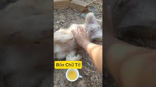 Bé Cún Sau Lần Chết Đi Sống Lại Quyết Tâm Giải Cứu Động Vật Và Không Ăn Vịt Lộn