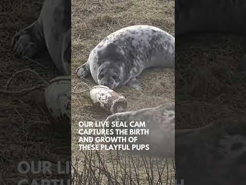 Gray Seal Cam is Live!