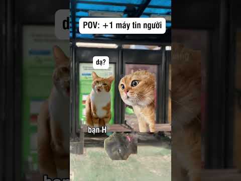 Bài học rút ra là gì? #shorts #funny #dongvat #cat #pets #memes #animals #cute #haihuoc #hàihước