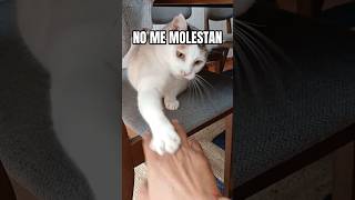 No me MOLESTEN POR FAVOR #gatitos #gatos #gatosbonitos #cat #gatitoshermosos #gato #cutecat
