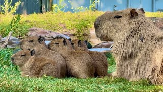 Why I Farm Capybaras for Meat 