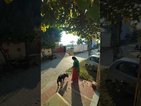 Sweet sound of birds 🐦 🐦‍⬛ 🦨 and street view in the evening