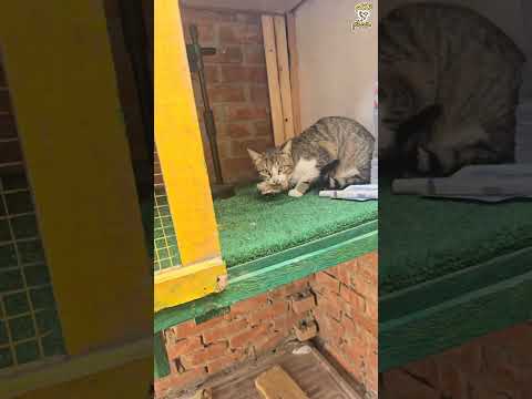 😮🐈