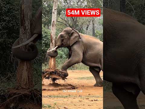 Elephant’s Incredible Rescue of a Baby Monkey #wildlife #wildliferescue