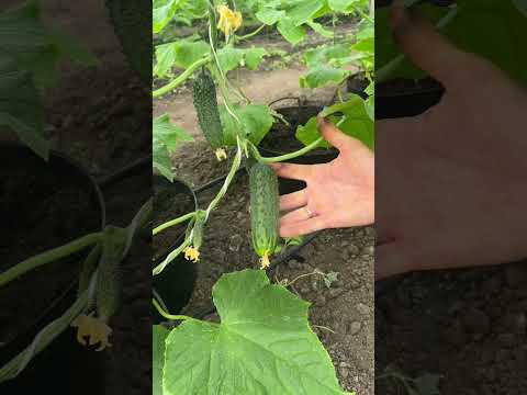 23 февраля 2026 г.