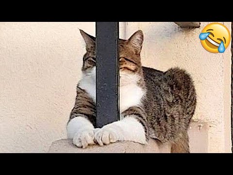 Videos divertidos de gatos y perros 😂 Los animales graciosos 2025