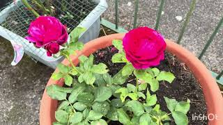 New collection of David Austin roses 2026