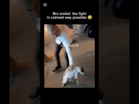 Bro ended the fight in calmest way😂😂#animals #funny #shorts #yt