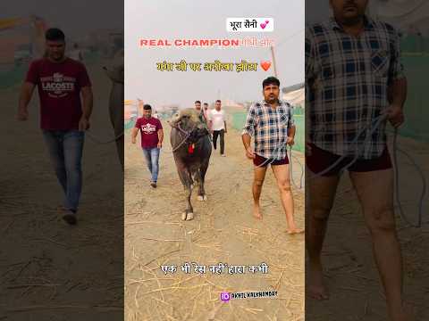 गाँधी और भूरा सैनी कदम से कदम मिला कर चलते हुए गंगा जी पर