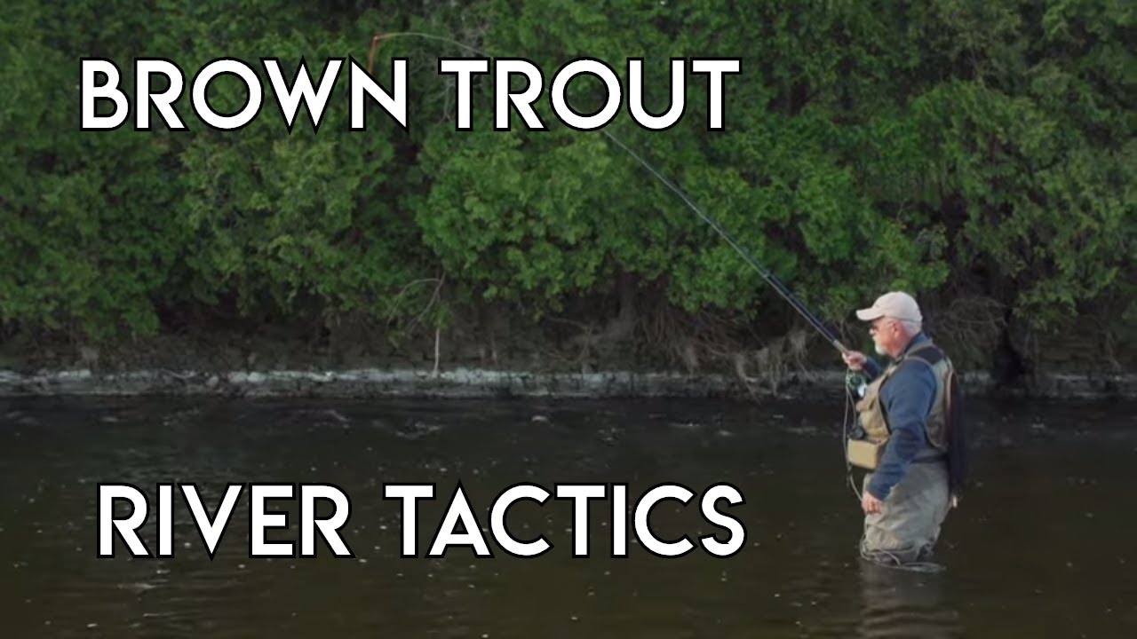Grand River Brown Trout Tactics - The New Fly Fisher