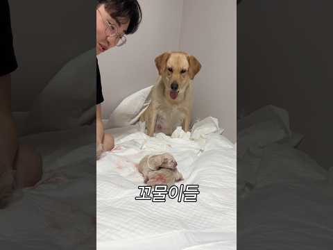 친정아빠 이강태 #포캣멍센터 #리트리버 #출산