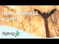 Adaptations in Animals and Plants