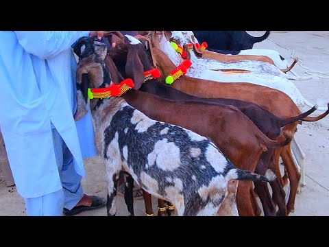 ناگرا بیتل شیرا پرنٹ فارم کی شان جلدی رابطہ کریں صرف ریاض بسم الله گوٹ فارم