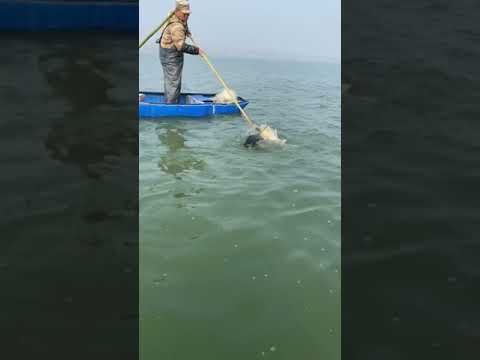Fish fishing | Catching Fish | Hunting Fish From Hole Using Hook #00101