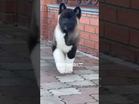 Transformações💀akita americano, labrador, pitbull, doberman#akitaamericano#labrador#pitbull#doberman