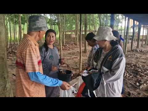 โคราชฝนตกชุกชาวบ้านอำเภอพิมายแห่เก็บเห็ดขายรายได้หลักพันต่อว