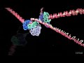DNA Replication: Mechanisms and Processes