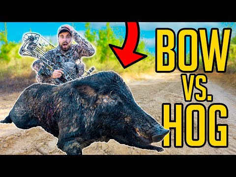 Giant LOUISIANA PIG at 10 YARDS! *BUSBICE RANCH*