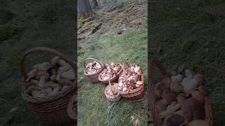 full baskets😊 #mushroom #грибы #houby #porcini #grzyby #boletus #huby #forest #nature #food #キノコ