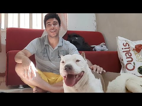 Pitbull para adoção Responsavel e veja Gigante na roça