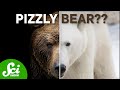 Hybrid Animals and Environmental Impact