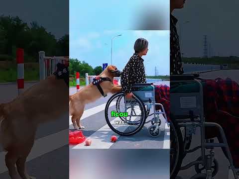 🐶💥 A Coragem de Jess no Terremoto