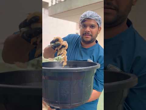 💢మాయ రొయ్యల cleaning ఎంత కష్టమో తెలుసా 🫩 #food #shorts #pickle #telugu