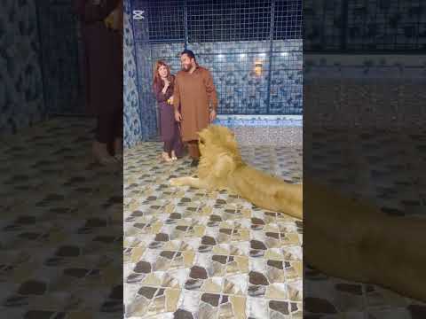 lion ha cat nhi#animals 😎😱💪💯#ytshorts #funny