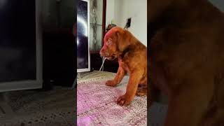 mi hijo y su adopción 🤣🐶🐶