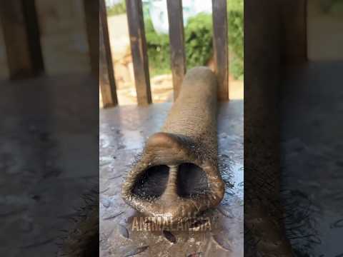 Sabia que ele anda na ponta dos pés? #curioso #bichos #animais