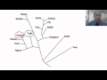 Evolutionary Relationships Among Species