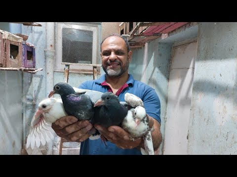 روتين اليوم وقطف زغاليل الحمام وقطف الباذنجانمن على السطح واطعام الدواجن
