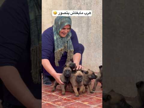 هرب 🤣🤣