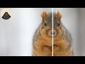 The Science Behind Animal Symmetry
