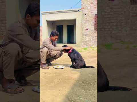 wafadari is ko khaty hai check kro ❤️#trending #viralvideo #traindog #kali #foruoupage