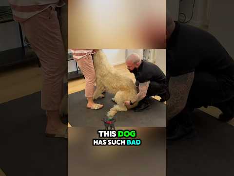 This Dog Can’t Stand Up Bad Back Pain! 🥺😢