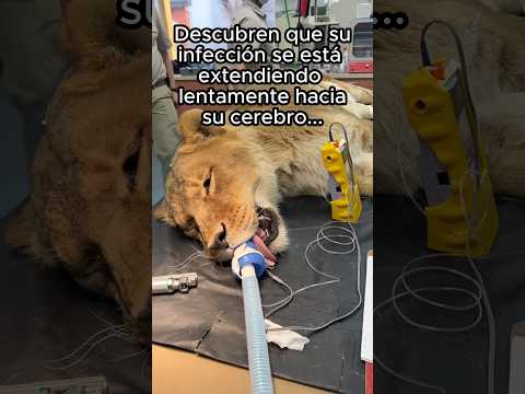 Animales recuerdan la bondad ❤️