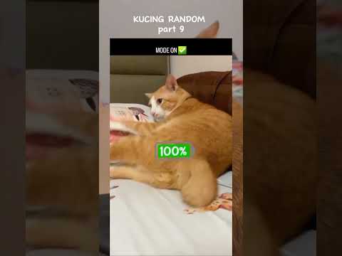Kucing Random Pt. 9 #kucing #kucingrandom #kucingngakak #kucinglucu #funnycats #catlover #ytshorts