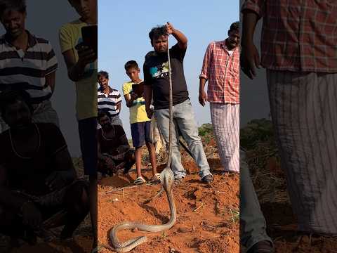 Indian Cobra snake Indian rat Snake 2 snakes #viralvideo #youtubeshortvideo #shortsvideo