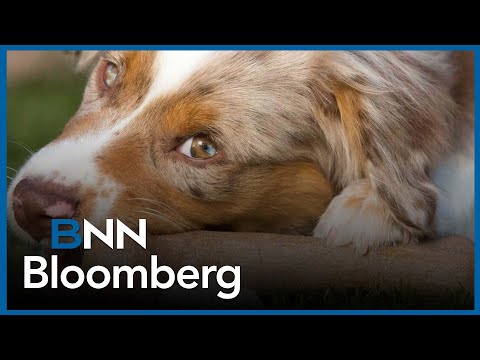 YouTube video thumbnail: Pet Industry has Appealing Characteristics: Landry