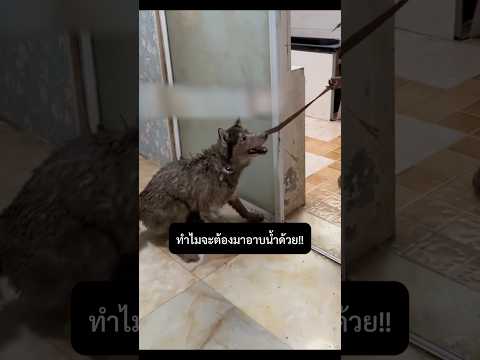 เมื่อการอาบน้ำน้องไซ... กลายเป็นสมรภูมิรบ!